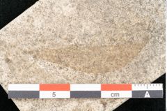 Foto (Detailansicht) von Cinnamomum lanceolatum Unger (NHMW-GEO-2024-0188-8131)